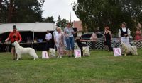 Biały Owczarek Szwajcarski - Queeni