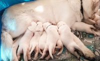 Biały Owczarek Szwajcarski Hodowla